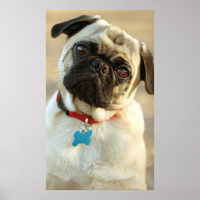 Mops mit einem Frageausdruck Poster (Vorne)