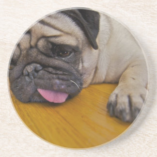 Mops mit einem zu viele Untersetzer