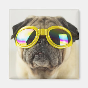 Mops mit Goggles Magnet