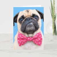 Mops mit rosa Fliege
