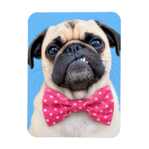 Mops mit rosa Fliege Magnet