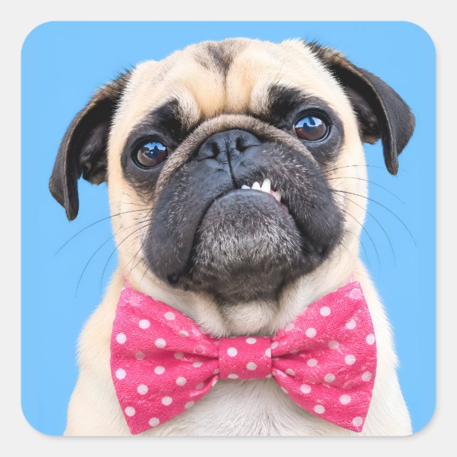 Mops mit rosa Fliege Quadratischer Aufkleber (Vorderseite)