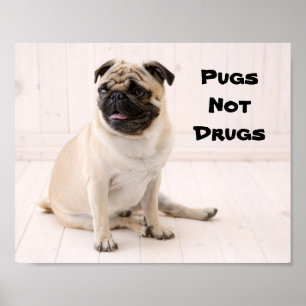 Mops ohne Drogen-Poster Poster