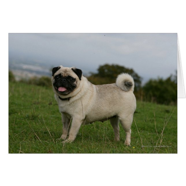 Mops Panting (Vorderseite (Horizontal))