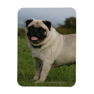 Mops Panting Magnet