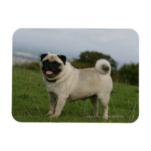 Mops Panting Magnet