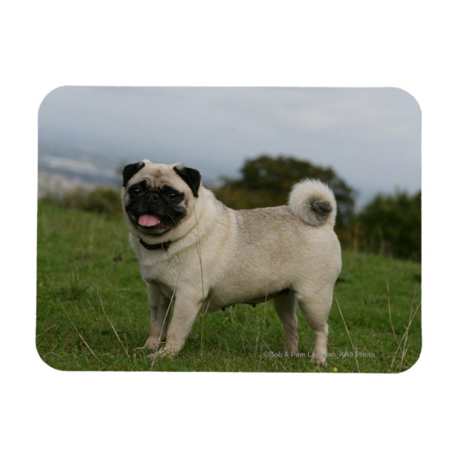 Mops Panting Magnet (Horizontal)