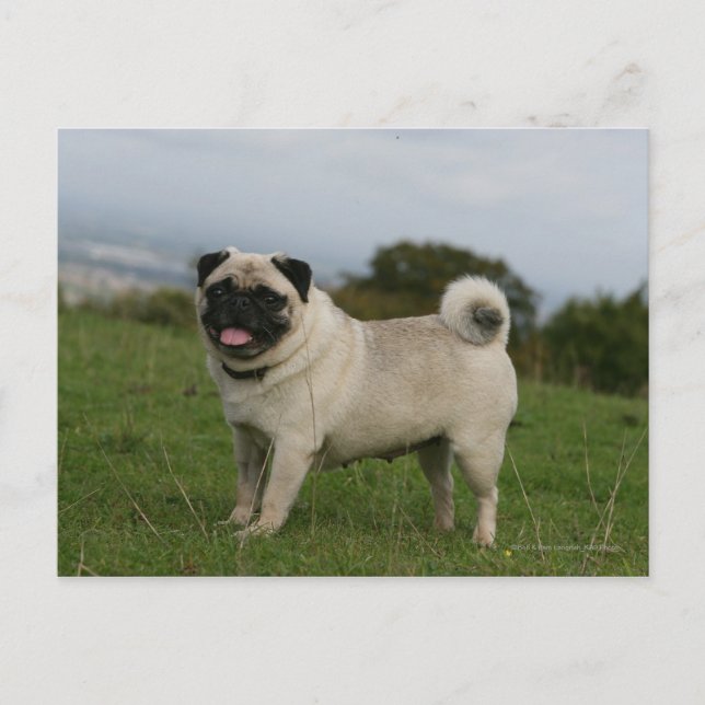 Mops Panting Postkarte (Vorderseite)