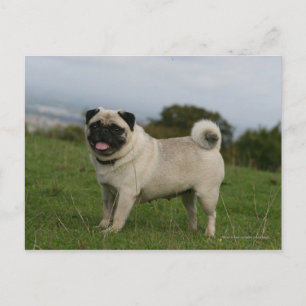 Mops Panting Postkarte