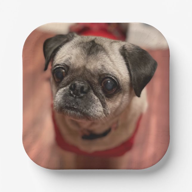 Mops Party Teller (Vorderseite)