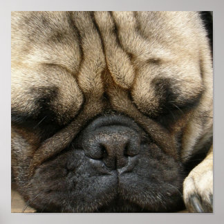 Mops-Plakatdruck Poster