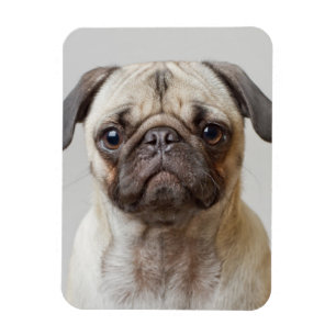 Mops Portrait Magnet