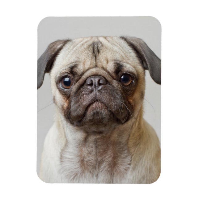 Mops Portrait Magnet (Vertikal)