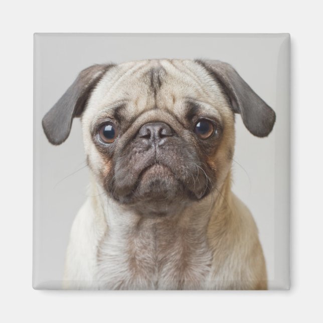 Mops Portrait Magnet (Vorne)