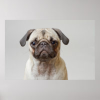 Mops Portrait