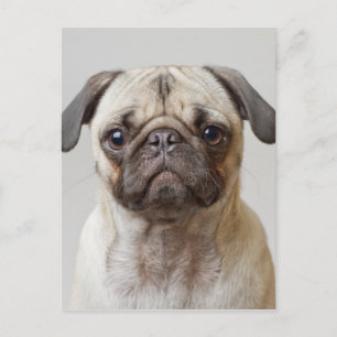 Mops-Portrait Postkarte