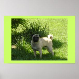 Mops Poster