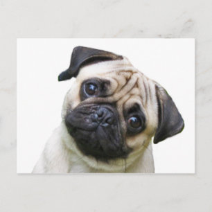 Mops Postkarte
