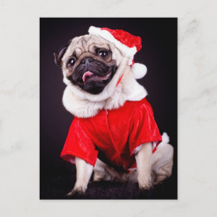 Mops Postkarte
