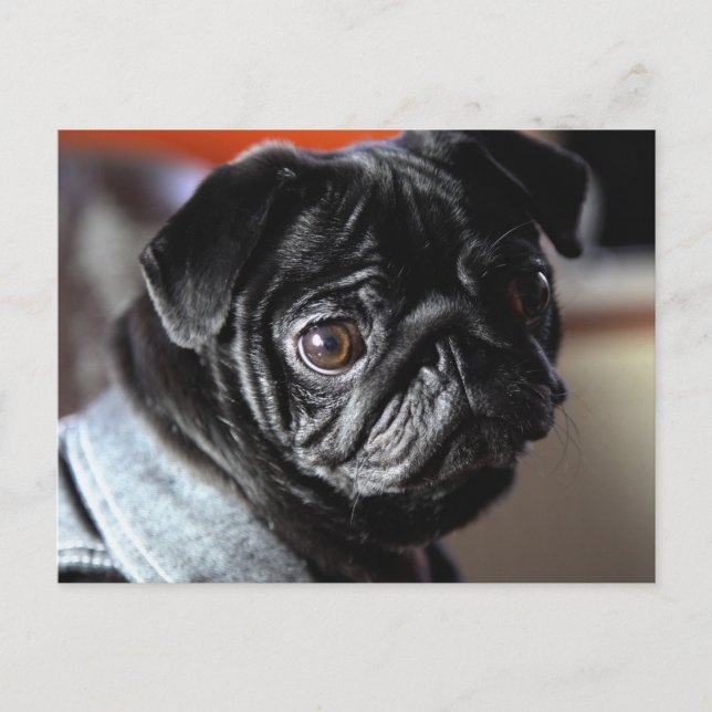 Mops Postkarte (Vorderseite)