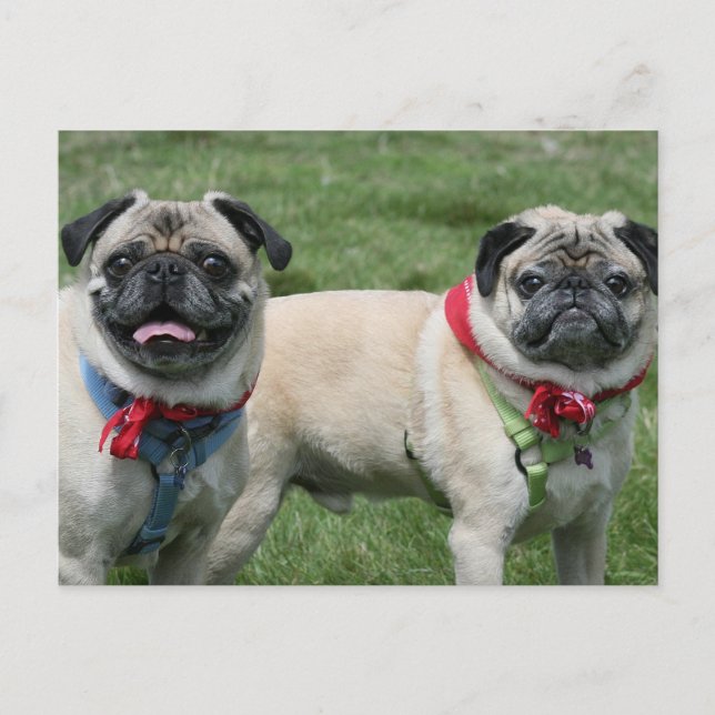 Mops Postkarte (Vorderseite)