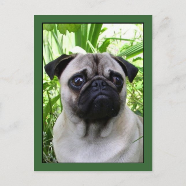 Mops Postkarte (Vorderseite)