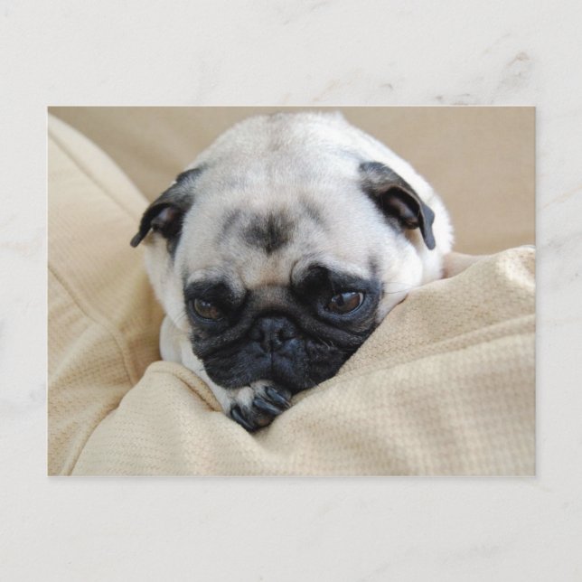 Mops Postkarte (Vorderseite)