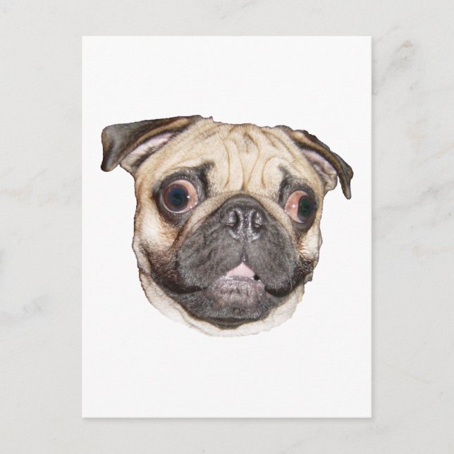 Mops Postkarte (Vorderseite)