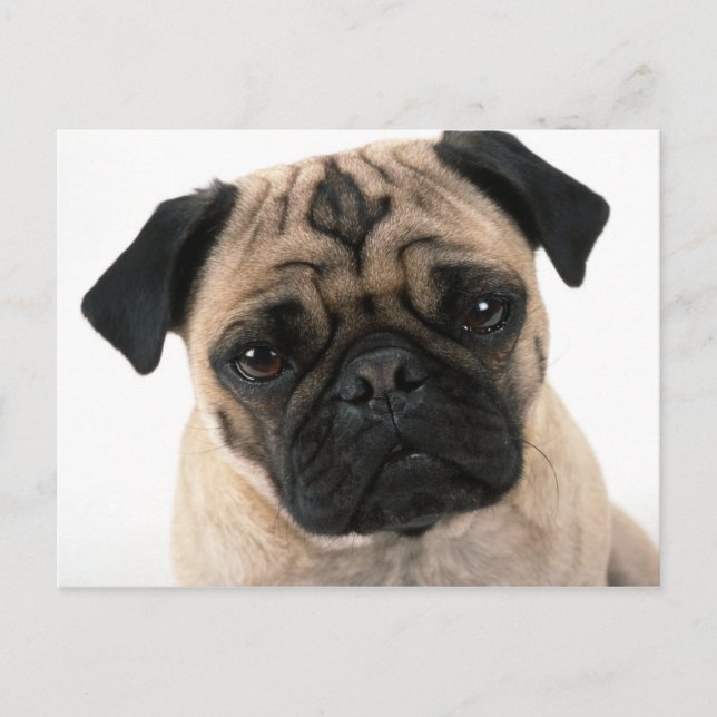 Mops Postkarte (Vorderseite)
