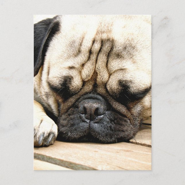 Mops Postkarte (Vorderseite)