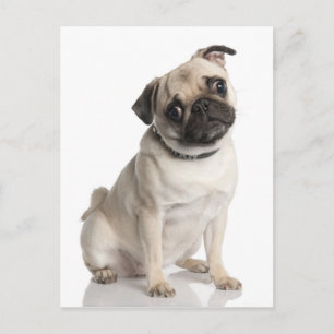 Mops Postkarte