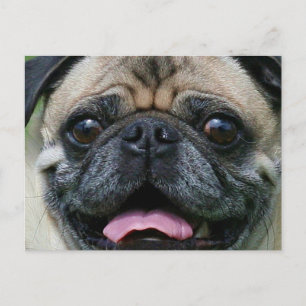 Mops Postkarte