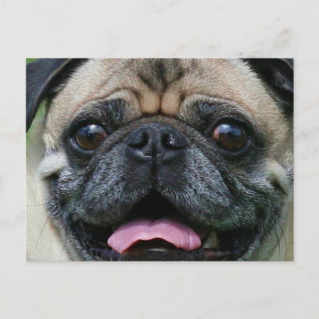 Mops Postkarte (Vorderseite)