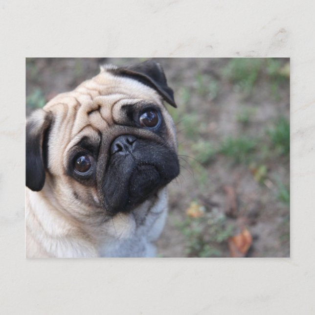 MOPS POSTKARTE (Vorderseite)