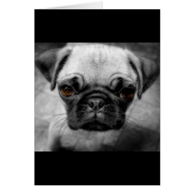 Mops Pup (Vorne)