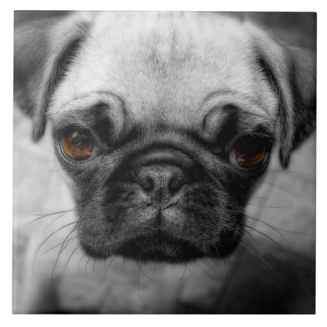 Mops Pup Fliese (Vorderseite)