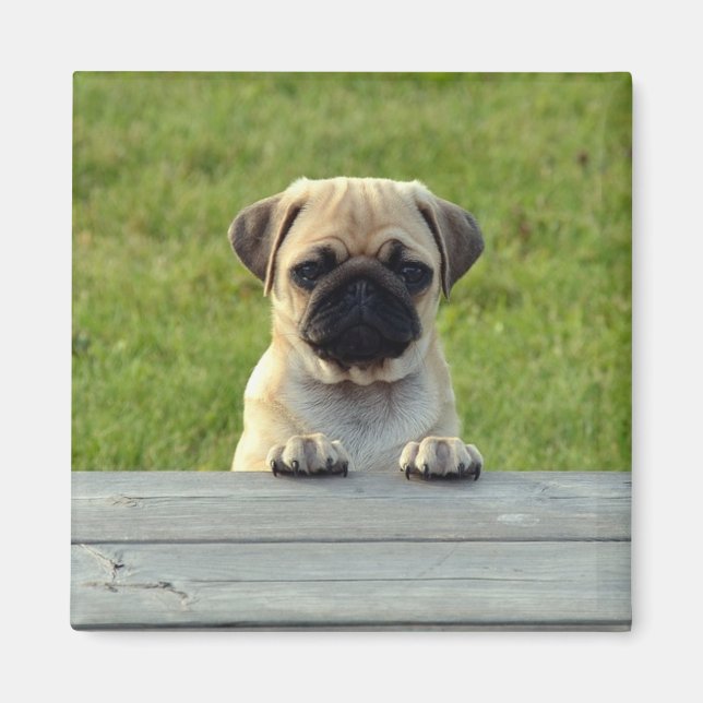 Mops Pup Magnet (Vorne)
