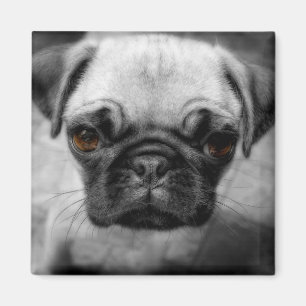 Mops Pup Magnet