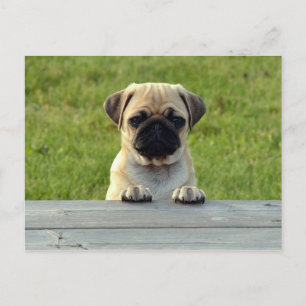 Mops Pup Postkarte