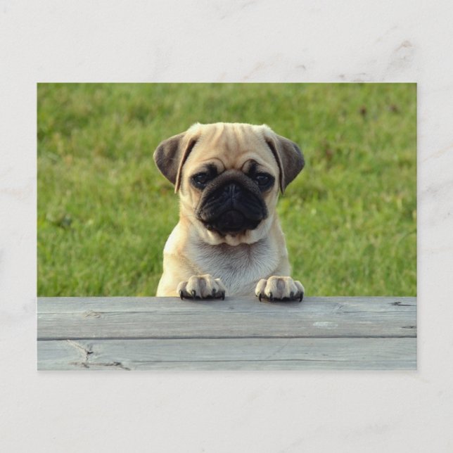 Mops Pup Postkarte (Vorderseite)