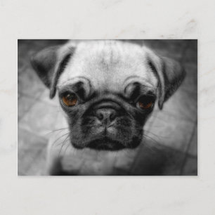 Mops Pup Postkarte