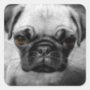 Mops Pup Quadratischer Aufkleber
