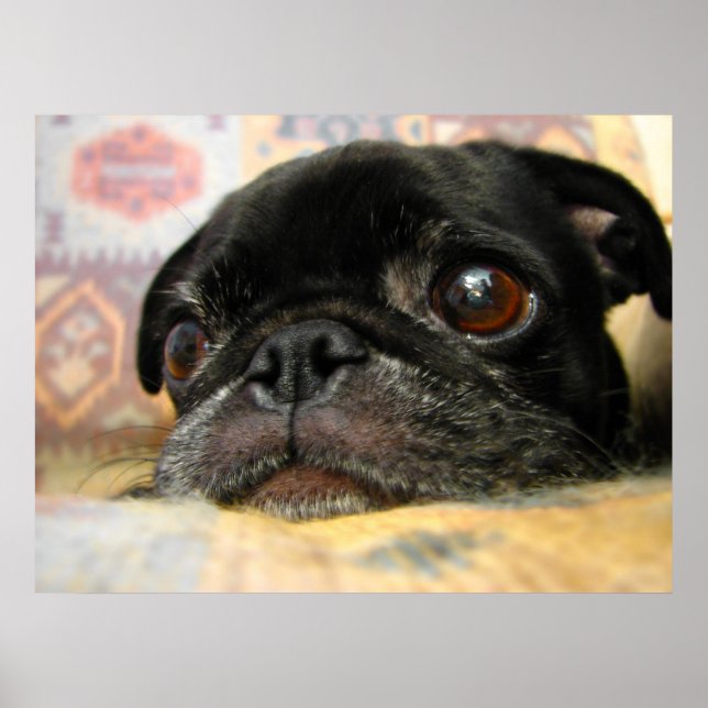 Mops Puppy Black Face Poster (Vorne)