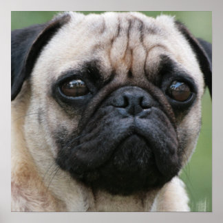 Mops Puppy Doster Poster