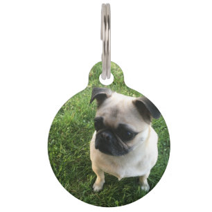 Mops Puppy Haustiermarke