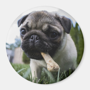 Mops Puppy Magnet