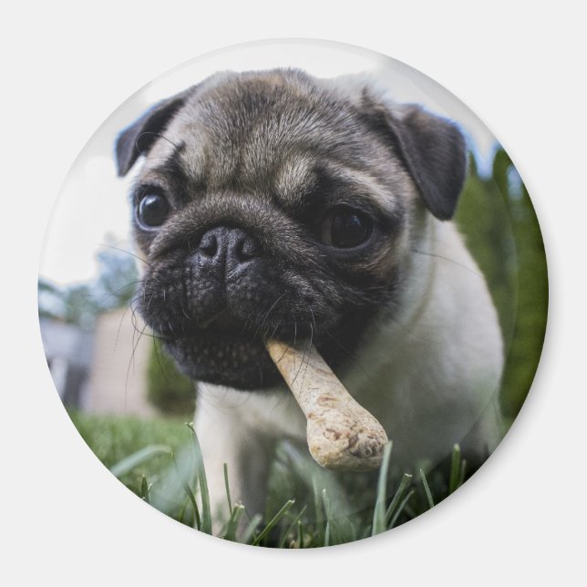 Mops Puppy Magnet (Vorne)