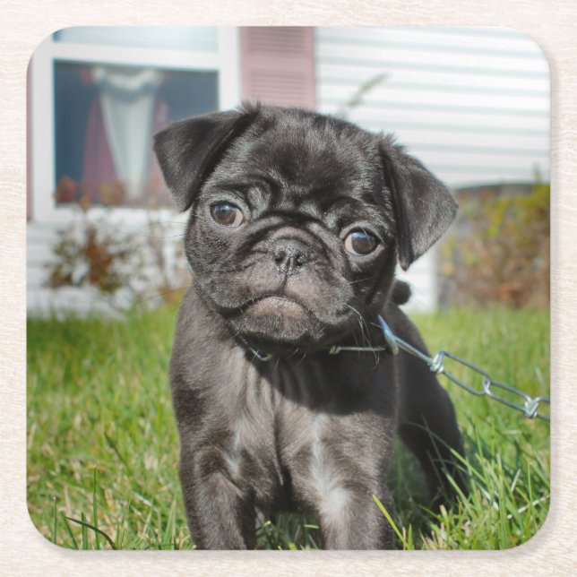 Mops-PUPPY-Papierplatte Rechteckiger Pappuntersetzer (Vorderseite)