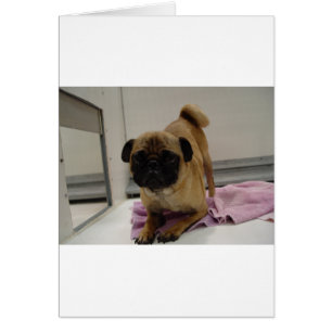 Mops puppy.png