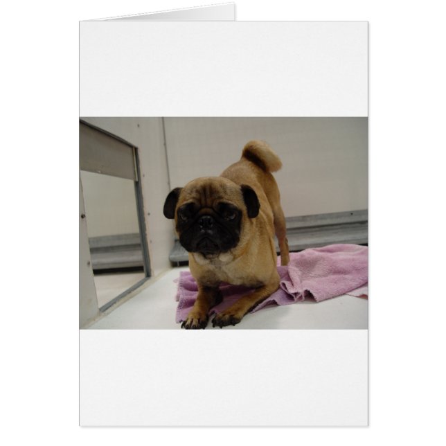 Mops puppy.png (Vorne)